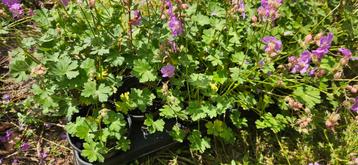 Geranium  beschikbaar voor biedingen