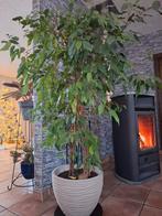 Grote gezonde ficus, Huis en Inrichting, Kamerplanten, Ophalen