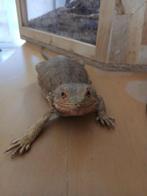 terrarium +pogona, Dieren en Toebehoren, Ophalen, Zo goed als nieuw, Terrarium of Paludarium