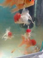 3 redcap 1 orange 4 stuk tekoop, Dieren en Toebehoren, Vissen | Aquariumvissen