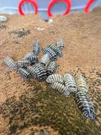 Gordeldier maculatum „Zebra”, Overige soorten