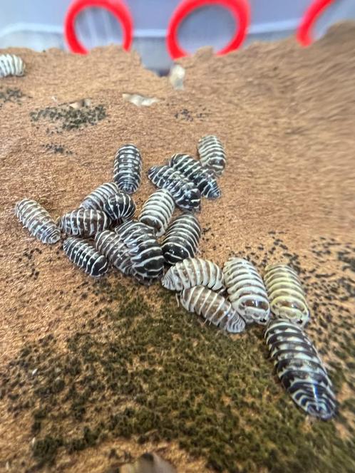Gordeldier maculatum „Zebra”, Dieren en Toebehoren, Insecten en Spinnen, Overige soorten
