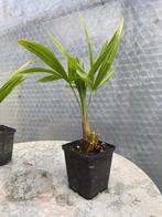 Trachycarpus fortunei, Tuin en Terras, Planten | Tuinplanten, Volle zon, Vaste plant, Lente, Ophalen