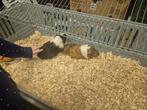 2 cavia zeugjes met kooi, Août, Cobaye, Domestique
