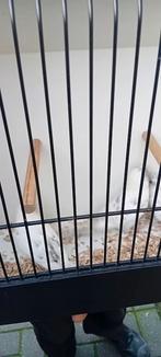 grasparkieten, Meerdere dieren, Parkiet