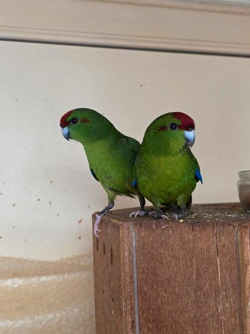 Kakariki handtam man rood voorhoofd, Dieren en Toebehoren, Vogels | Parkieten en Papegaaien, Geringd