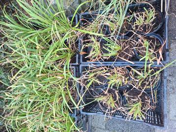 Hemerocallis 3L (daglelie) beschikbaar voor biedingen