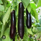 Aubergine planten, per stuk voor 1 euro, Tuin en Terras, Ophalen