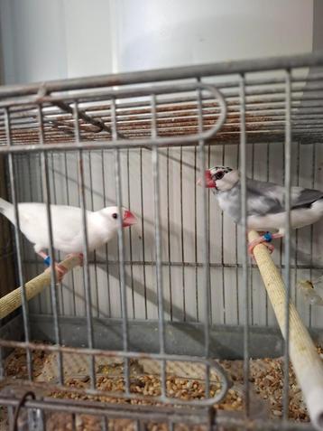 Poppen rijstvogels  beschikbaar voor biedingen