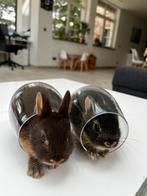 Kleurdwerg baby konijntjes, Dieren en Toebehoren