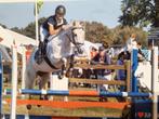 D pony, Met stamboom, B, Ruin, Springpony