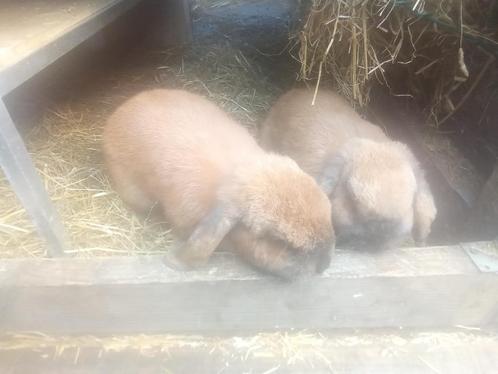 Nederlandse dwerghangoor, Dieren en Toebehoren, Konijnen, Dwerg, Vrouwelijk, 0 tot 2 jaar, Hangoor