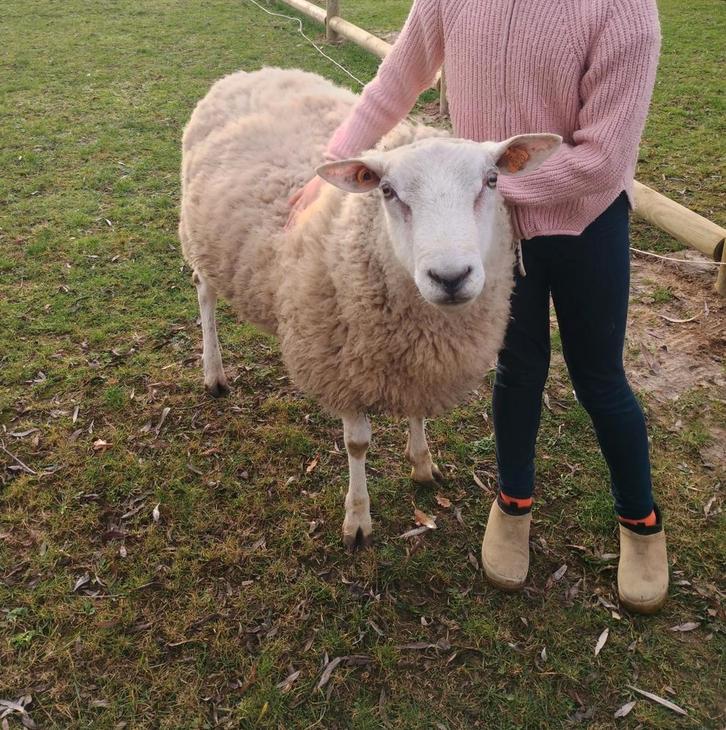 Raszuivere swifterram met stamboom, Dieren en Toebehoren, Schapen, Geiten en Varkens, Schaap, Mannelijk, 0 tot 2 jaar