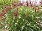 Miscanthus Red Chief, Tuin en Terras, Ophalen of Verzenden