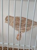 Isabel wit poppen, Dieren en Toebehoren, Vogels | Kanaries