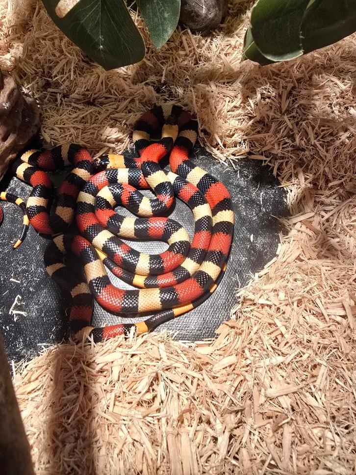 0.0.2 Lampropeltis triangulum campbelli 2024, Dieren en Toebehoren, Reptielen en Amfibieën