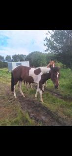 Paard, Dieren en Toebehoren, Paarden, Merrie