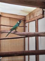 Port lincoln 2025, Dieren en Toebehoren, Geringd