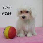 Lila & Lilo - Maltezer teefjes geboren in België, België, Maltezer, 15 weken tot 1 jaar, Handelaar