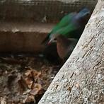 Groenvleugel duiven, Dieren en Toebehoren