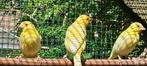 jonge KANARIES te koop, Dieren en Toebehoren, Vogels | Kanaries, Geslacht onbekend, Zangkanarie