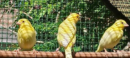 jonge KANARIES te koop, Dieren en Toebehoren, Vogels | Kanaries, Zangkanarie, Geslacht onbekend