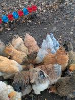 Brahma.hennen, Dieren en Toebehoren