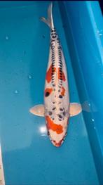 Beni Kikokuryu 60 cm et plus Aoki, Carpe ou Koï