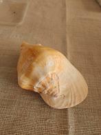 Schelp, Verzamelen, Ophalen of Verzenden