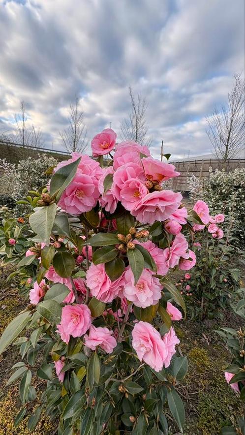 Camellia japonica in verschillende soorten en maten, Tuin en Terras, Planten | Bomen, Ophalen of Verzenden