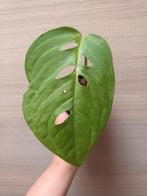 Monstera esqueleto, Ophalen of Verzenden