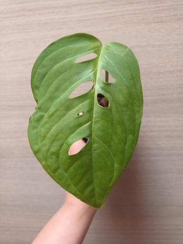 Monstera esqueleto  beschikbaar voor biedingen