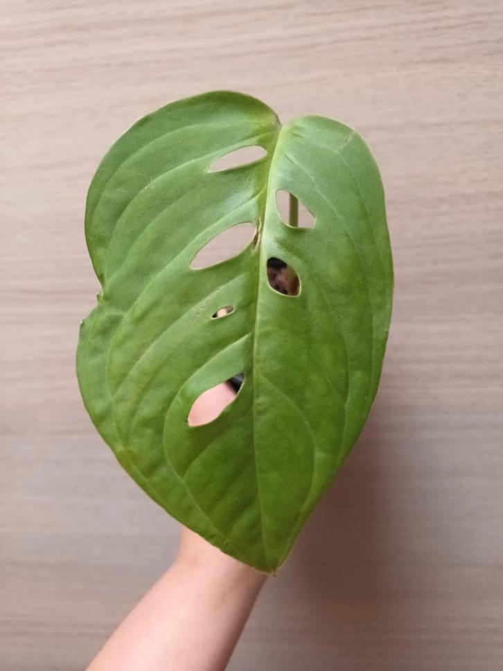 Monstera esqueleto, Huis en Inrichting, Kamerplanten, Ophalen of Verzenden