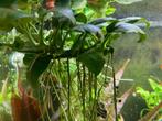 Anubias (Aquariumplant), Ophalen, Zo goed als nieuw, Plant(en), Steen of Hout
