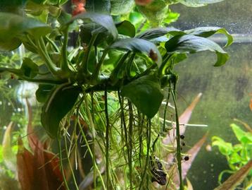 Anubias (Aquariumplant) beschikbaar voor biedingen