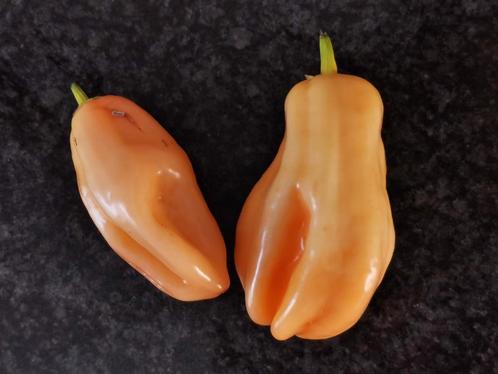 5 zaden Habanero dulce  - zalmkleur - biologische teelt, Tuin en Terras, Bloembollen en Zaden, Zaad, Voorjaar, Volle zon, Verzenden