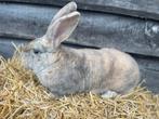 Jonge vlaamse reus, Dieren en Toebehoren, Konijnen