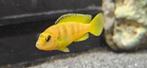 Chidonga Saulosi malawi cichliden hobbykweek, Dieren en Toebehoren, Vissen | Aquariumvissen, Vis, Zoetwatervis