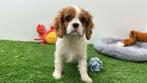 Cavalier King Charles Spaniel pups, Dieren en Toebehoren, Honden | Retrievers, Spaniëls en Waterhonden, België, 8 tot 15 weken