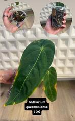 Anthurium queremalense, Huis en Inrichting, Kamerplanten, Ophalen of Verzenden