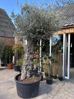 Olijfboom 115cm Stamomtrek, hoogte +300 cm, Ophalen, Olijfboom