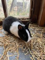 Twee bonte kleurdwerg voedsterstjes, Dieren en Toebehoren, Klein