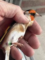 puter medium , split pheo, Mannelijk, Wildzangvogel, Geringd