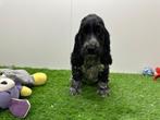 Engelse Cocker Spaniel pups, Dieren en Toebehoren, Honden | Retrievers, Spaniëls en Waterhonden, België, 8 tot 15 weken, CDV (hondenziekte)