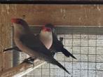 2-3 Sint Helena fazantjes, Dieren en Toebehoren, Vogels | Overige Vogels, Meerdere dieren, Tropenvogel