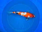 Isa female showa ginrin koi tosai!, Dieren en Toebehoren