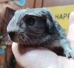 Een jonge ras cavia., Dieren en Toebehoren, Knaagdieren, Cavia, Augustus, Mannelijk, Tam