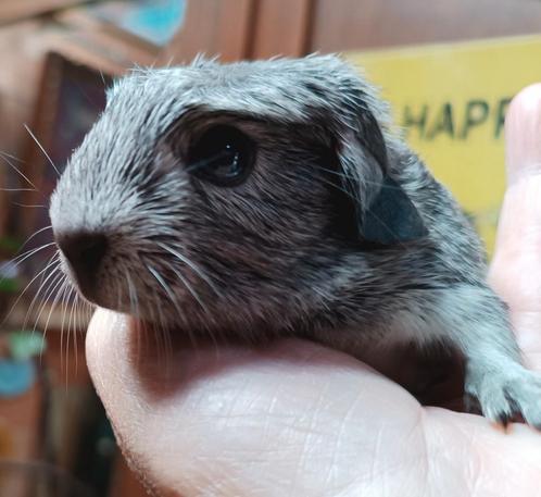 Een jonge ras cavia., Dieren en Toebehoren, Knaagdieren, Mannelijk, Cavia, Augustus, Tam
