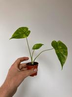 Alocasia gagnea aurea, Ophalen