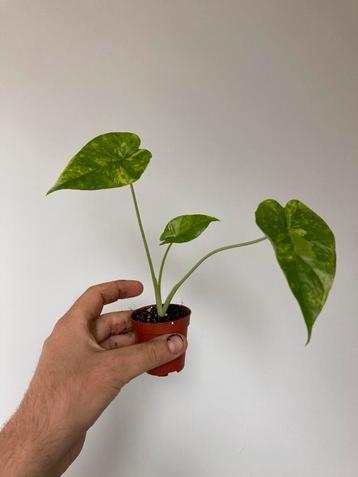 Alocasia gagnea aurea beschikbaar voor biedingen